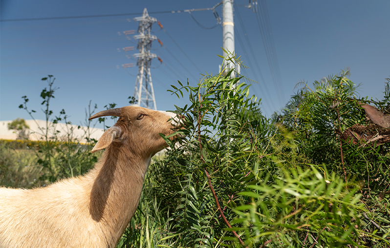 goats eating vegetation