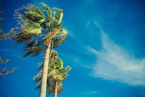 Palm tree in the wind with a blue sky behind it